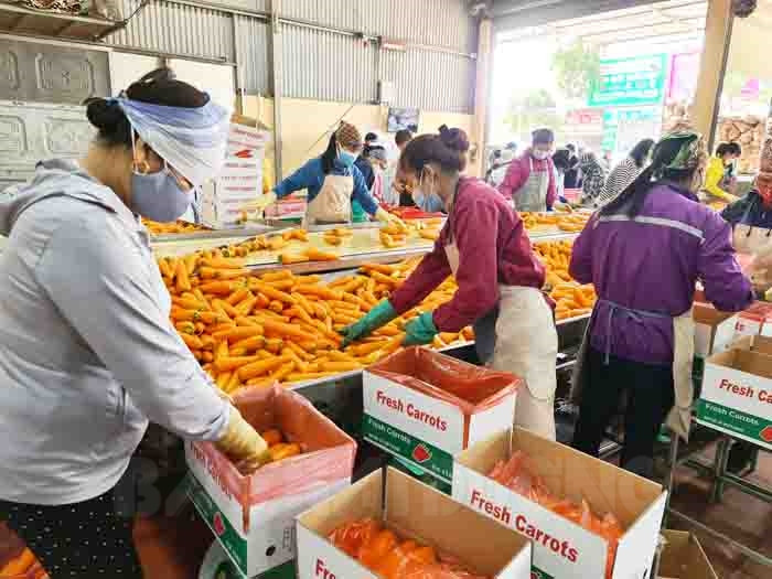 Công ty CP Ameii Việt Nam tăng 3.000 tấn cà rốt xuất khẩu